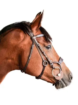 Уздечка для лошади DIAMOND COLOR, full (WALDHAUSEN, Германия) - купить с  доставкой по выгодным ценам в интернет-магазине OZON (503515083)