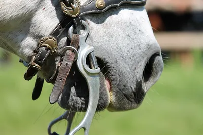 Регулируемая уздечка для лошадей, антиизносостойкая уздечка для лошадей,  высококачественные металлические детали, оборудование для конного спорта |  AliExpress