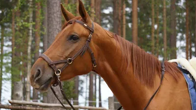 верховая езда уздечка выносливость лошадь немного меньше светло-голубой р v  c уздечка руб международные| Alibaba.com