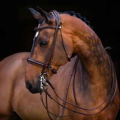 Презентационная уздечка для арабской лошади с металлическими украшениями -  Horse Shop - Верховая езда
