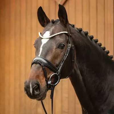 Уздечка кожаная Fouganza 580 Strass для лошади и пони, черный – заказать с  доставкой из-за рубежа через онлайн-сервис «CDEK.Shopping»