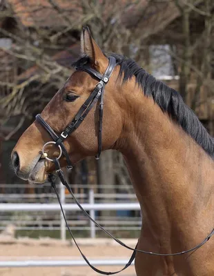 Прочная лошадиная уздечка, утолщенная повязка на голову, наездник |  AliExpress