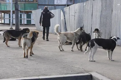 Собаки-людоеды убивают прохожих на улицах, как в средневековье: Кто  отвечает за смерти людей - KP.RU