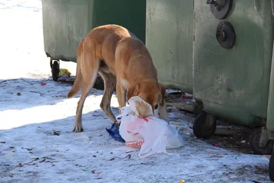 Нападают там, где их кормят». Как защититься от бездомных собак? |  ОБЩЕСТВО: События | ОБЩЕСТВО | АиФ Воронеж