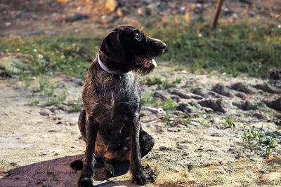 Стая собак напала на ребенка на Камчатке, возбуждено дело — 17.04.2022 —  Криминал на РЕН ТВ