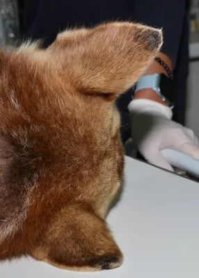 Дерматоз краев ушных раковин (памятка для владельцев) | Ветеринарная  клиника доктора Шубина
