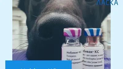 Дерматит от укусов мух у собак | Ветеринарная клиника доктора Шубина