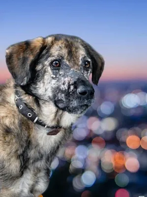 Эрлихиоз у собак: симптомы, диагностика и профилактика - Бравекто