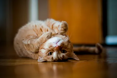 Рыжий кот Барсик . Милые фотографии нашего кота | Люблю жизнь и  фотографирую | Дзен