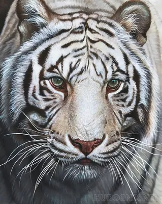 Тигр, 2015 — описание, интересные факты — Кинопоиск