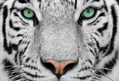 величественный и великолепный тигр в дикой природе, созданный с помощью  щедрого помощника Иллюстрация штока - иллюстрации насчитывающей прочность,  генеративно: 277250427