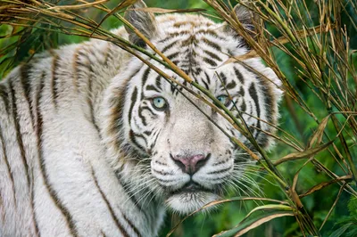 Фотообои Большой белый тигр купить в Оренбурге, Арт. 9-2151 в  интернет-магазине, цены в Мастерфресок