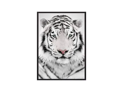 большой тигр стоковое фото. изображение насчитывающей сибиряк - 13872094