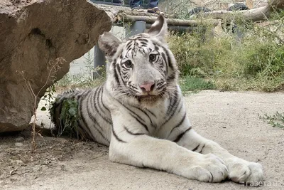 белый тигр :: аркадий – Социальная сеть ФотоКто
