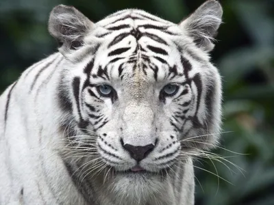 MaddCapp Пазл 300 КонтурнПазл White tiger. Белый тигр/дерев 6004 Китай