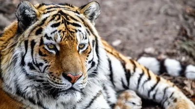Тигр Бенгальский Белый - Бесплатное фото на Pixabay - Pixabay