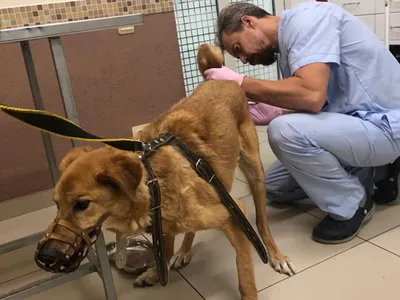 На грани смерти: в Волгограде спасли онкобольную бездомную собаку