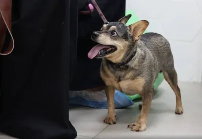 Ветеринарный врач-онколог о венерической саркоме у собак