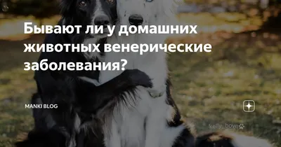 Болезни собак и их симптомы 🐶 – лечение и профилактика – ProPlan.ru