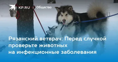 Лейомиома влагалища и матки у собак и кошек | ВКонтакте
