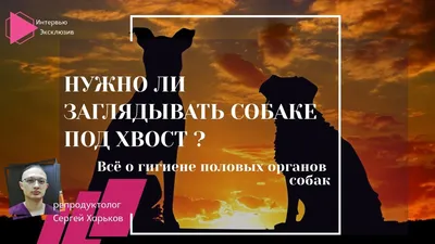 Кастрация Кобеля в Алматы От 6 000₸. Ветеринарная клиника ВЕТ ПЛЮС