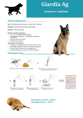 Стерилизация и кастрация собак, последствия и уход | Блог зоомагазина  Zootovary.com