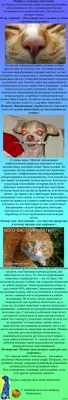 Заболевания крупного рогатого скота: диагностика и лечение