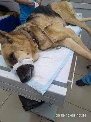 Собака Зоя, венсаркома, сбор средств на лечение - Фонд помощи бездомным  животным \"РЭЙ\"