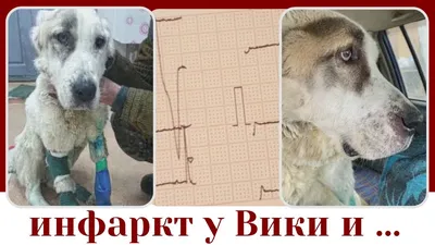 Трогательная история собаки по кличке Малыш | ВКонтакте