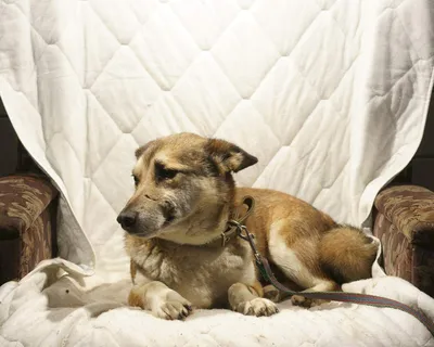Трансмиссивная венерическая саркома собак | Ветеринарная клиника доктора  Шубина