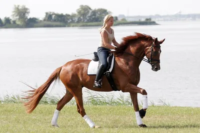 Как ездить на лошади: основы верховой езды