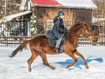 Верхом на лошади до Колымы: якутский путешественник пройдет 800 километров  по лютому морозу - KP.RU