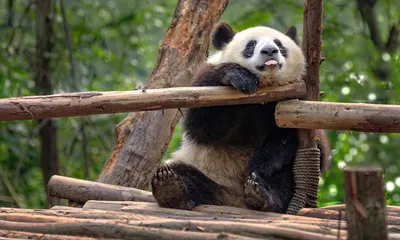 Игривая веселая панда качается с …» — создано в Шедевруме