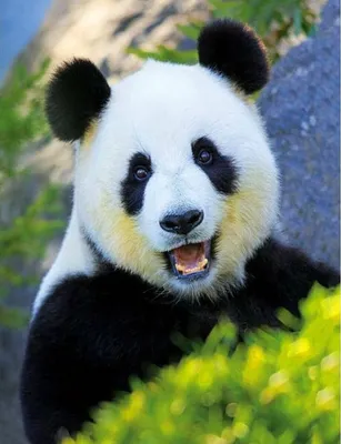 Веселая панда с мегафоном стоковое фото ©julos 30021903