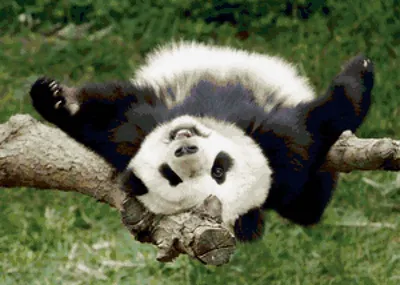 Веселая Панда — стоковые фотографии и другие картинки Большой - Большой,  Вертикальный, Веселье - iStock