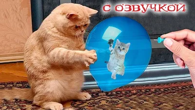 Смешные коты/ Funny cats