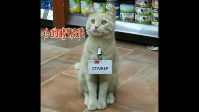 Смешные коты/ Funny cats added... - Смешные коты/ Funny cats