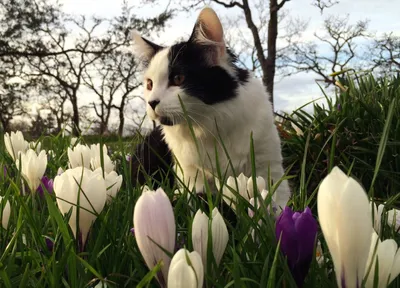 15 фото, создающих весеннее настроение. Причём здесь коты и котята? Так  ведь март | Память по льготному тарифу | Дзен