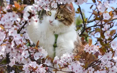 Весенний кот. — Фото №186282