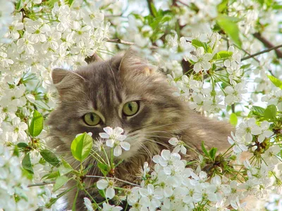 Мастер-класс «Анималистика маслом: весенние коты» в Хабаровске 9 апреля  2016 в Палуба