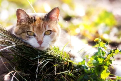 Мартовские коты: пора любви или время доставать беруши? Контрацепция для  кошек, гормональные препараты