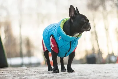 Брюки «Арни» Одежда для собак XS ᐉ купить в Днепре, Киеве, Украине ≡ Цена,  Отзывы || Сытая морда