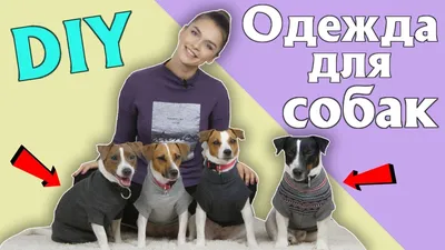 Купить одежду для собак в Минске недорого