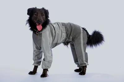 Купить одежду для Китайских Хохлатых Собак (КХС) в Интернет-магазине  McDog.ru