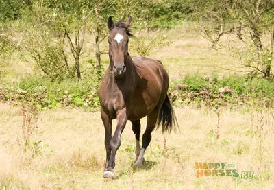 Вестфальская порода лошадей | Счастливые Лошади