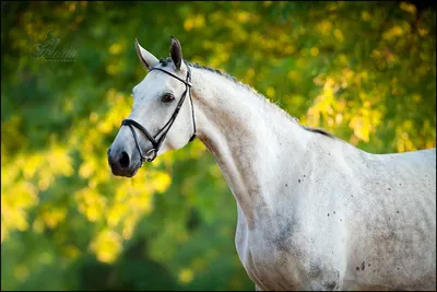 Вестфальская лошадь: происхождение породы, внешний вид, характер,  интересные факты о породе