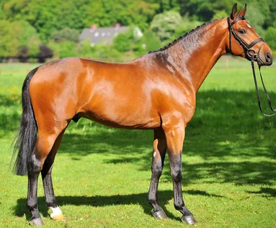 Ольденбургская лошадь — Википедия