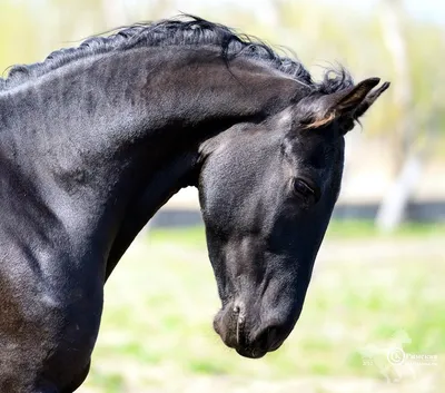 Жеребец Сан Дэнсер, Вестфальской породы Stallion Sun Dancer, Westphalian  horse ⠀ photolesya.com © Olesya Nickolaeva - All rights… | Instagram