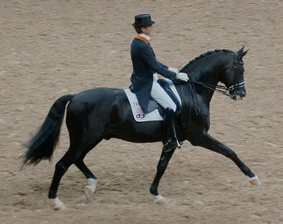 Жеребец Сан Дэнсер, Вестфальской породы Stallion Sun Dancer, Westphalian  horse ⠀ photolesya.com © Olesya Nickolaeva - All rights… | Instagram