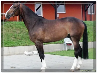 Вестфальская порода лошадей - Мой Конь